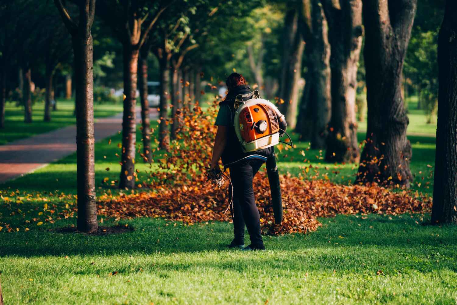 Best Dead Tree Removal  in USA